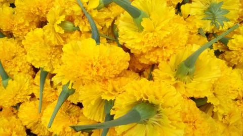 Beautiful marigold. Stock Photos