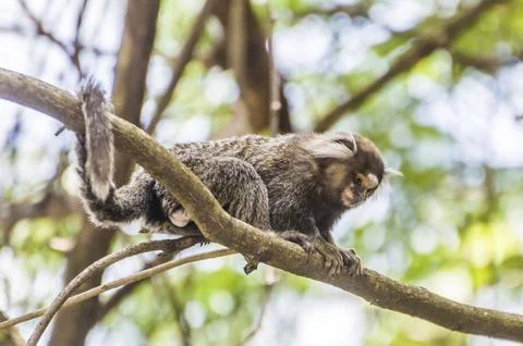 Beautiful marmoset monkey (Callithrix jacchus) found in large quantities in the Stock Photos