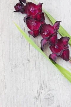 Beautiful maroon gladiolus Stock Photos