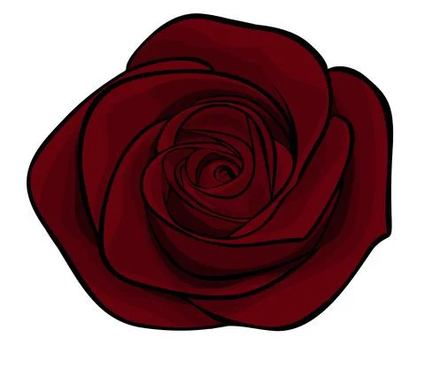 Beautiful maroon roses alone, isolated on a white background Stock Illustration