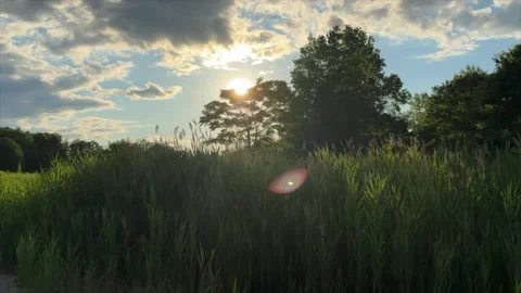 Beautiful Marsh Grass Walking Shot Stock-Footage 291298725