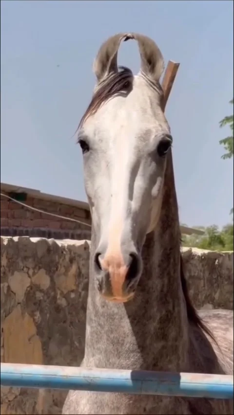 Beautiful Marwari Stallion Looking at Camera in Stable. Vídeos de archivo 335606337