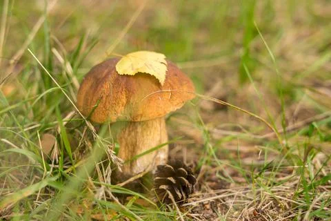 Beautiful mashroom in grass, backlight macro shoot Stock Photos