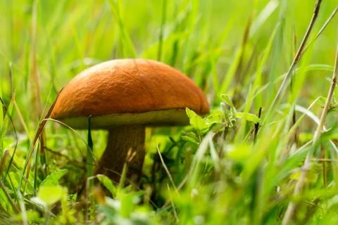 Beautiful mashroom in grass, backlight Stock Photos