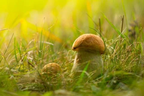 Beautiful mashroom in grass, backlight Stock Photos