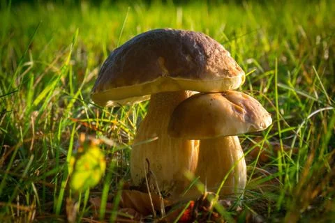Beautiful mashroom in grass, backlight Stock Photos