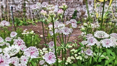 Beautiful masterwort astrantia blooming in front of an old rustic stone wall Stock Footage 345175918