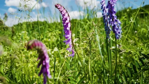 Beautiful meadow, 4K Stock Footage 156268868