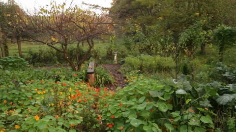 Beautiful Meadow Stock Footage 40808406