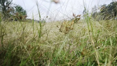Beautiful meadow Stock Footage 149828423