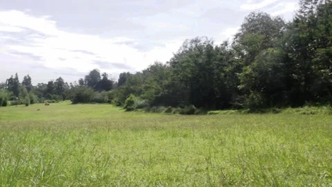 Beautiful meadow Stock Footage 149949668