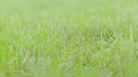 A beautiful meadow of fresh spring grass, grass macro from below Video stock 241316344