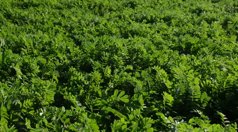 Beautiful meadow grass 動画素材 49911396