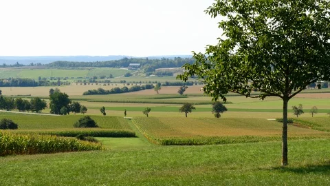Beautiful meadow landscape Stock Footage 94978880