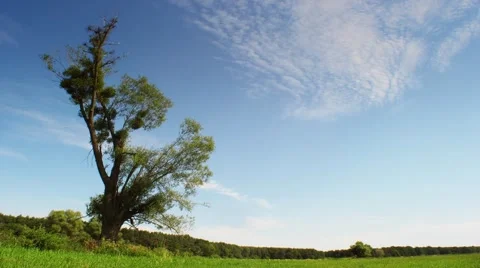 Beautiful meadow landscape with moving clouds on the sky. Time lapse in full HD Vídeos de archivo 53497600