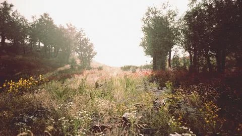 Beautiful meadow in the park Ilustração Stock