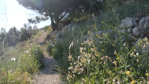 Beautiful Meadow Path, Sunlight Falling on Spring Flowers and Grasses in Breeze Stock Footage 108774173