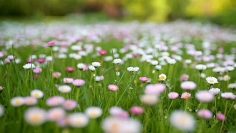 Beautiful meadow in springtime full of flowering white and pink common daisies Stock Footage 303377408