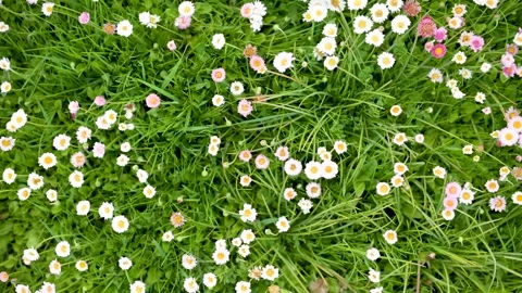 Beautiful meadow in springtime full of flowering white and pink common daisies. 库存影片 304086145