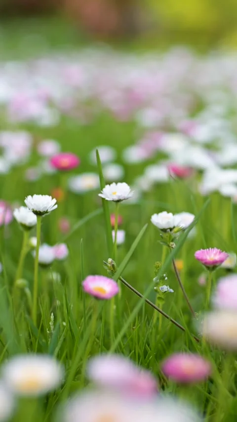 Beautiful meadow in springtime full of flowering white and pink common daisies 스톡 동영상 304704473
