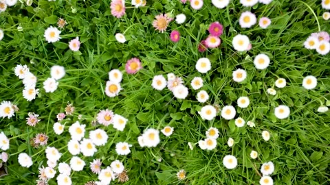Beautiful meadow in springtime full of flowering white and pink common daisies. Stockbeeldmateriaal 305206045