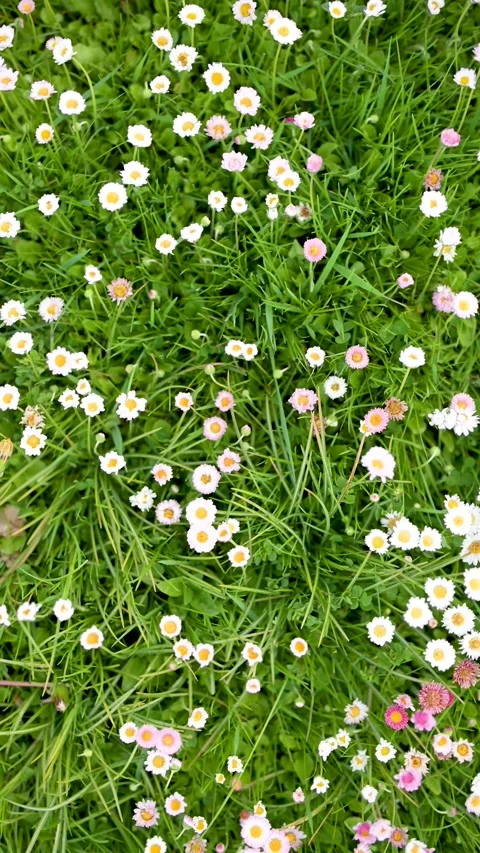 Beautiful meadow in springtime full of flowering white and pink common daisies 库存影片 305780837