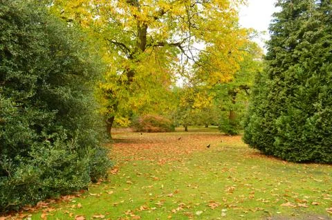 Beautiful meadows during fall with different colour leaves on the floor Stock Photos