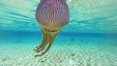 A Beautiful medusa Float Through the lagoon, tahiti polynesia Vídeos de archivo 79952471