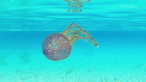 A Beautiful medusa Float Through the lagoon, tahiti polynesia Vídeos de archivo 79958570