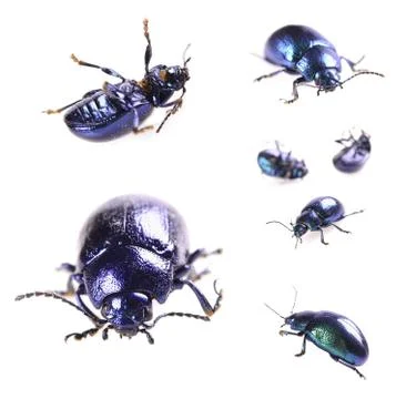 Beautiful metallic blue beetle ,beetle agelastica alni Illustrazione stock