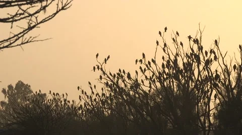 Beautiful milvus eagles at dusk Stock Footage 68742315