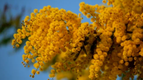 Beautiful mimosa flower in a spring time. Video 4K 库存影片 331536962