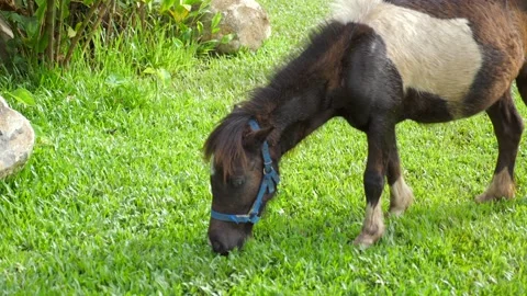 Mini-Pony Immagini - Sfoglia 55 foto, vettoriali e video Stock