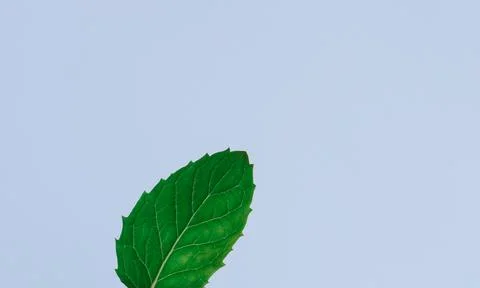 Beautiful mint leaf with a plane background Stock Photos