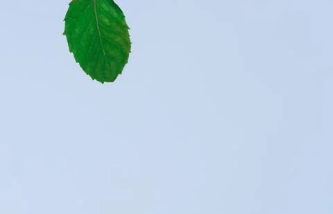 Beautiful mint leaf upside with a plane background Stock Photos