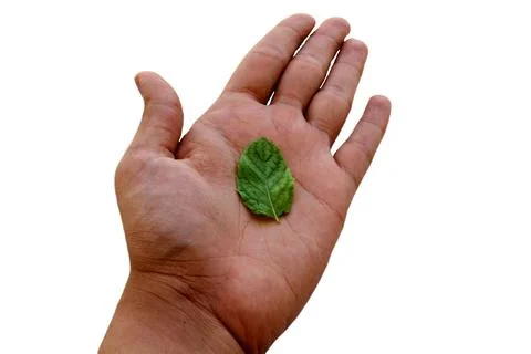 The beautiful mint live on human hand Stock Photos