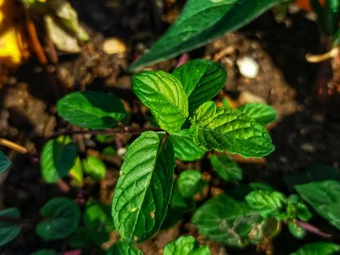 A Beautiful Mint Stock Photos