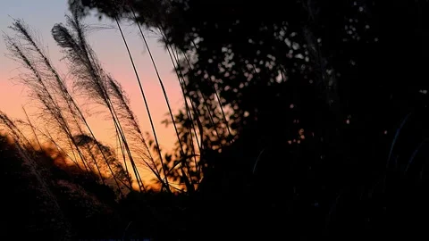 Beautiful Miscanthus sinensis Landscape at Sunset with Copy Space,Audio included Video stock 342038106
