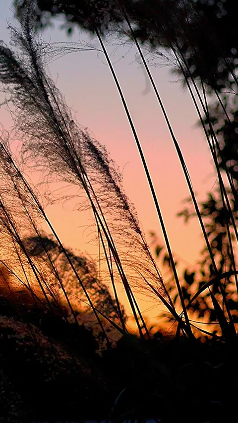 Beautiful Miscanthus sinensis Landscape at Sunset with Copy Space,Audio included 库存影片 342038187