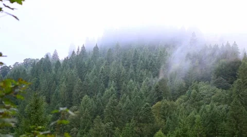 Beautiful mist over the trees in the mountains Stock Footage 62468211