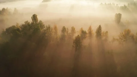 Beautiful misty dawn in the spring on the river. Stock Footage 121079134