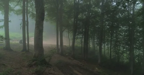 Beautiful Misty Forest Stock Footage 81074556