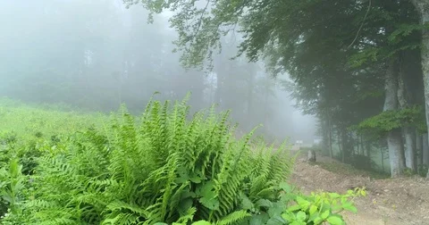 Beautiful Misty Forest Stock Footage 81148140