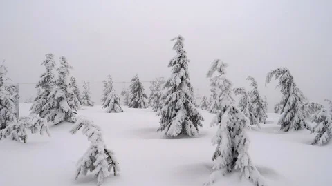 Beautiful misty forest Stock Footage 86116836