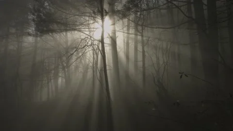 Beautiful misty forest, with rays of sunlight falling through the trees. Stock Footage 212562051