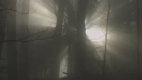 Beautiful misty forest, with rays of sunlight falling through the trees. Stock Footage 212562192