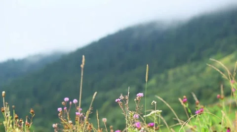 The beautiful misty mountains Stock-Footage 64900002