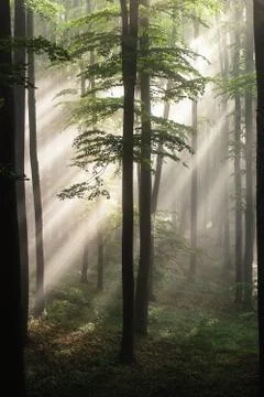 Beautiful misty scene. Old Forest with Sun Rays, Shadows and Fog. Stock Photos