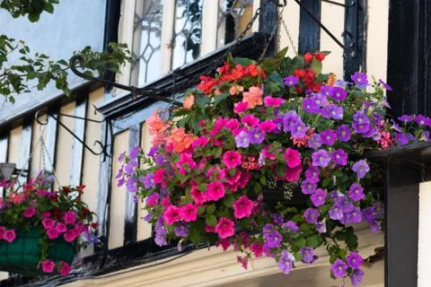 Beautiful mixture of various vibrant colored flowers in a hanging baskets on  Stock Photos