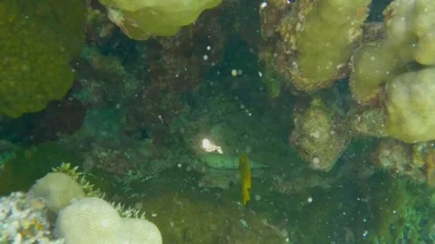  Beautiful Mollusk Shell Hidden Deep Inside a Reef Crevice, Marsa Alam, Egypt Видео 342807305